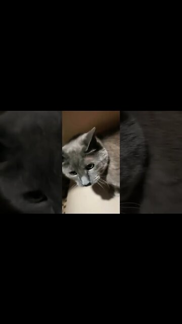 Gracie Got Cancelled