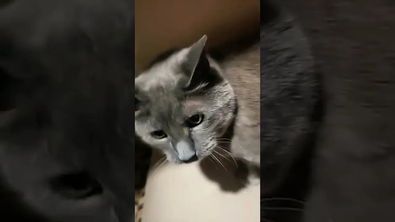 Gracie Got Cancelled