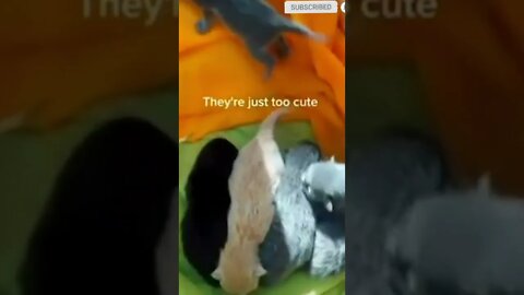 cute cat videos 😹 funny videos 😂 🤍