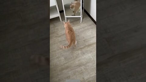 Feed me my slave 😾🐾🍽️😝😝🤪