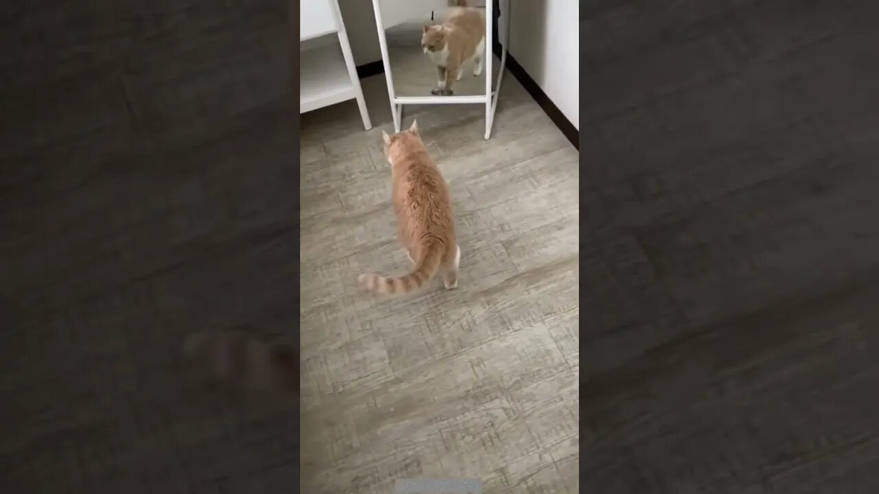 Feed me my slave 😾🐾🍽️😝😝🤪