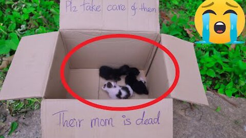 Rescue Poor Baby Cats Abandoned By Inhuman - Adopted Three Kittens Very Pitifully