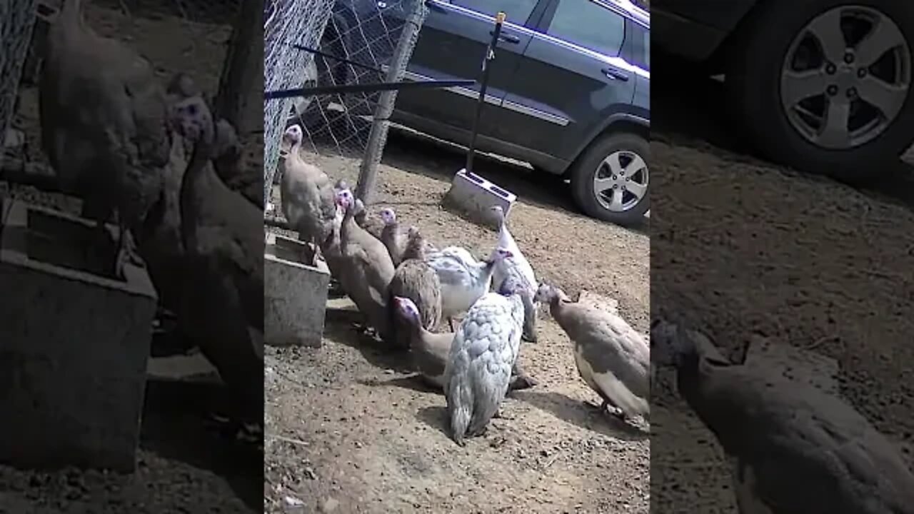 Guinea fowl keets starting free range life