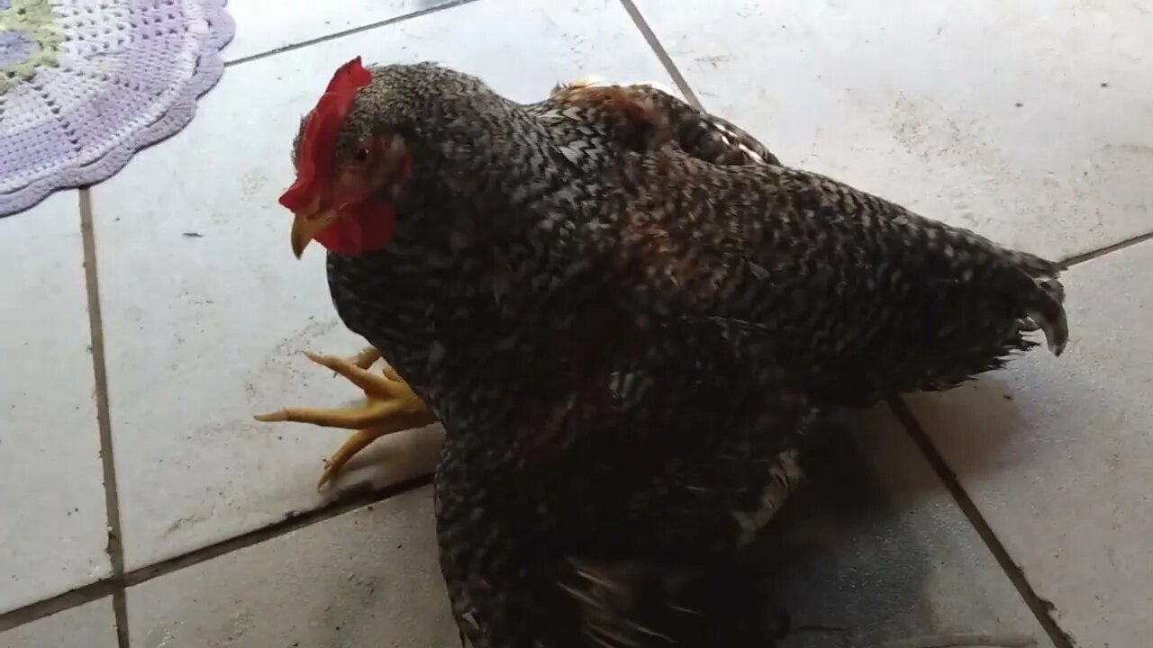 frango que não anda mais problema nas juntas