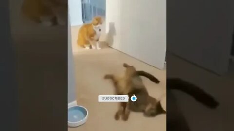 cute cat videos 😹 funny videos 😂 1092 😻 #shorts