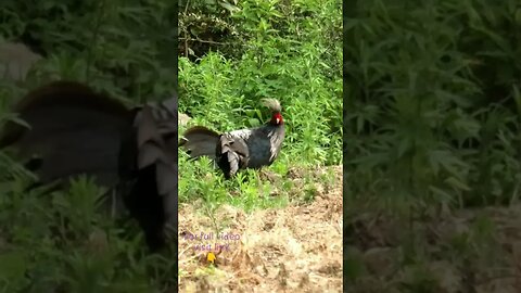 Surah-al-Muzammil #naturelovers #surat #pheasants