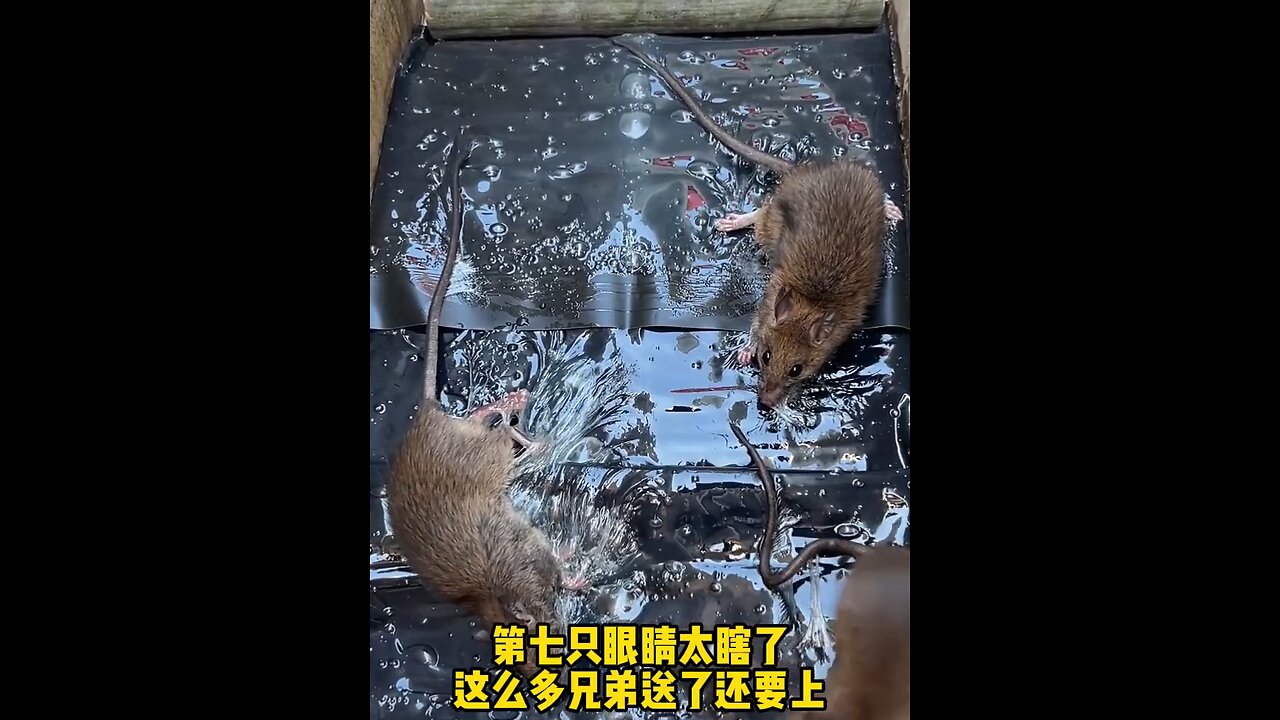 Mouse Traps awesome videos