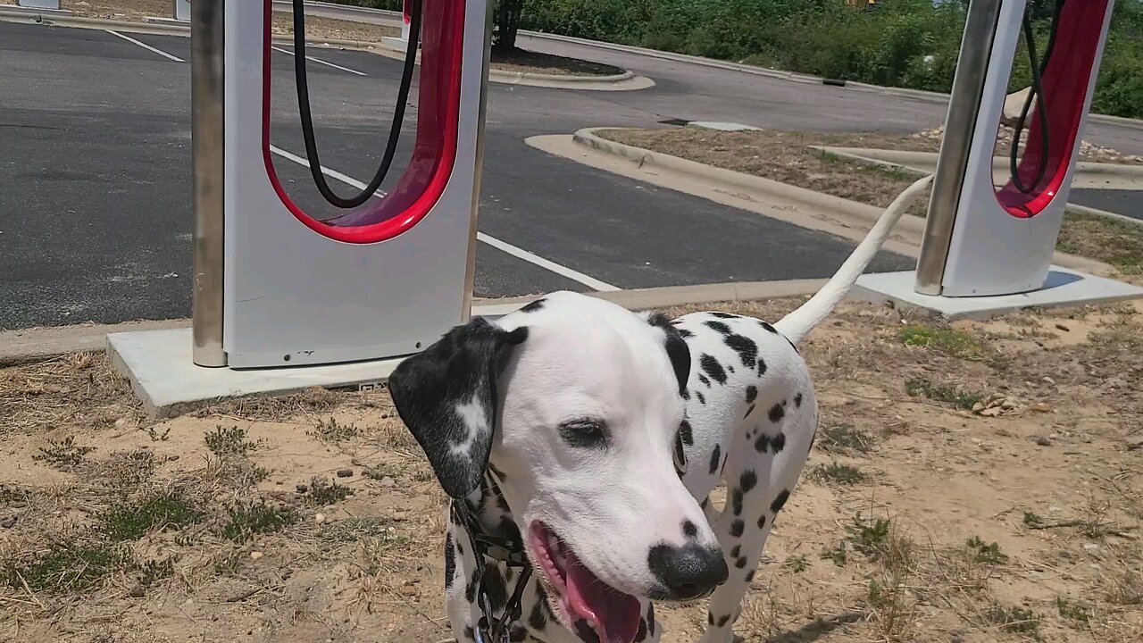 Luna visiting Tesla Charging Station at La Pateona Bar and Grill In Lumberton North Carolina