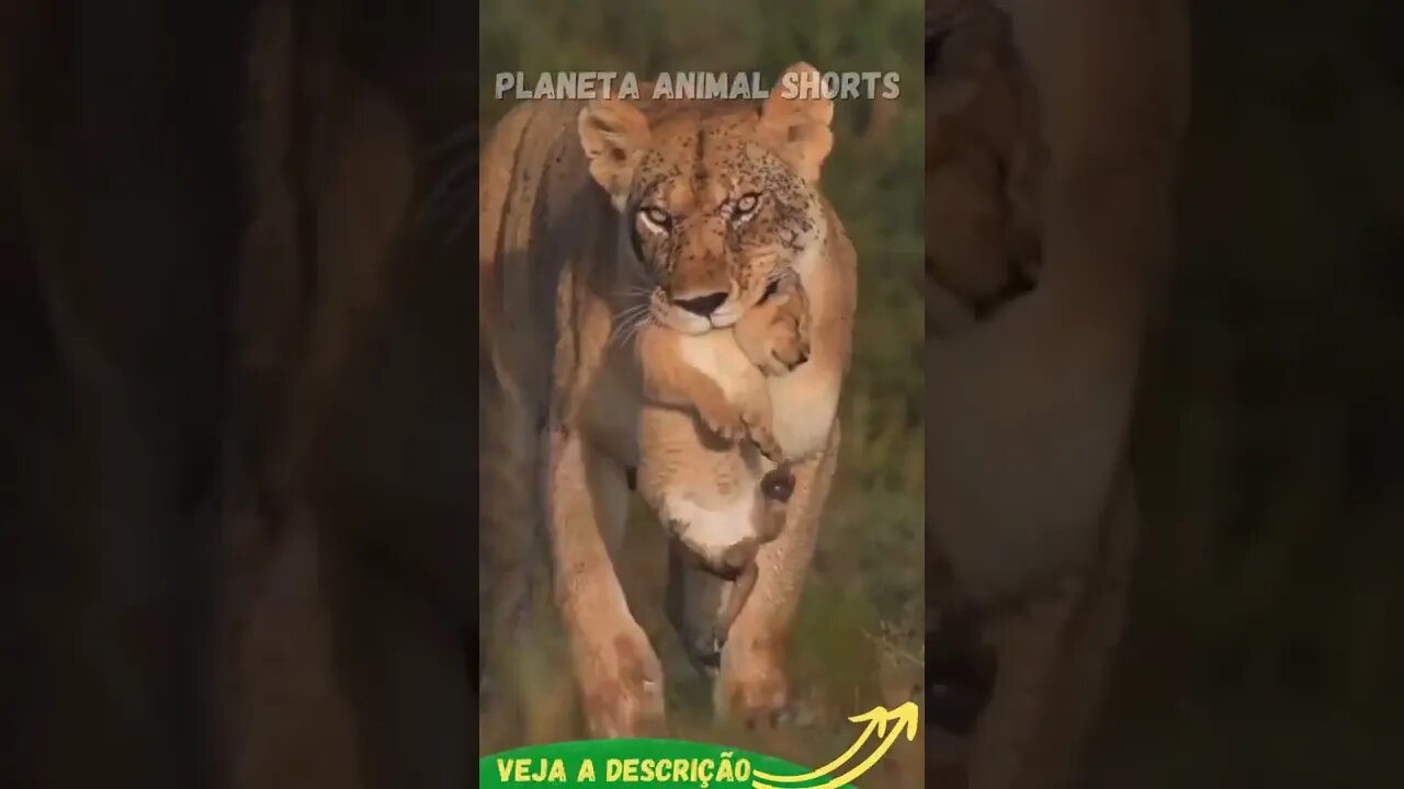 LEOA CHEIA DE CARRAPATOS NO ROSTO #shorts #planetaanimalshorts #animals