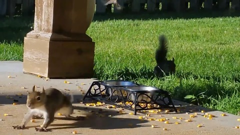 Blue Jay Scares Squirrel