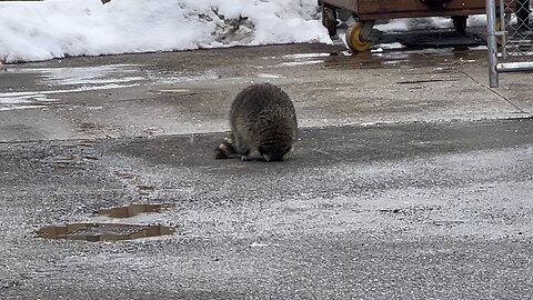 Raccoon looks injured?