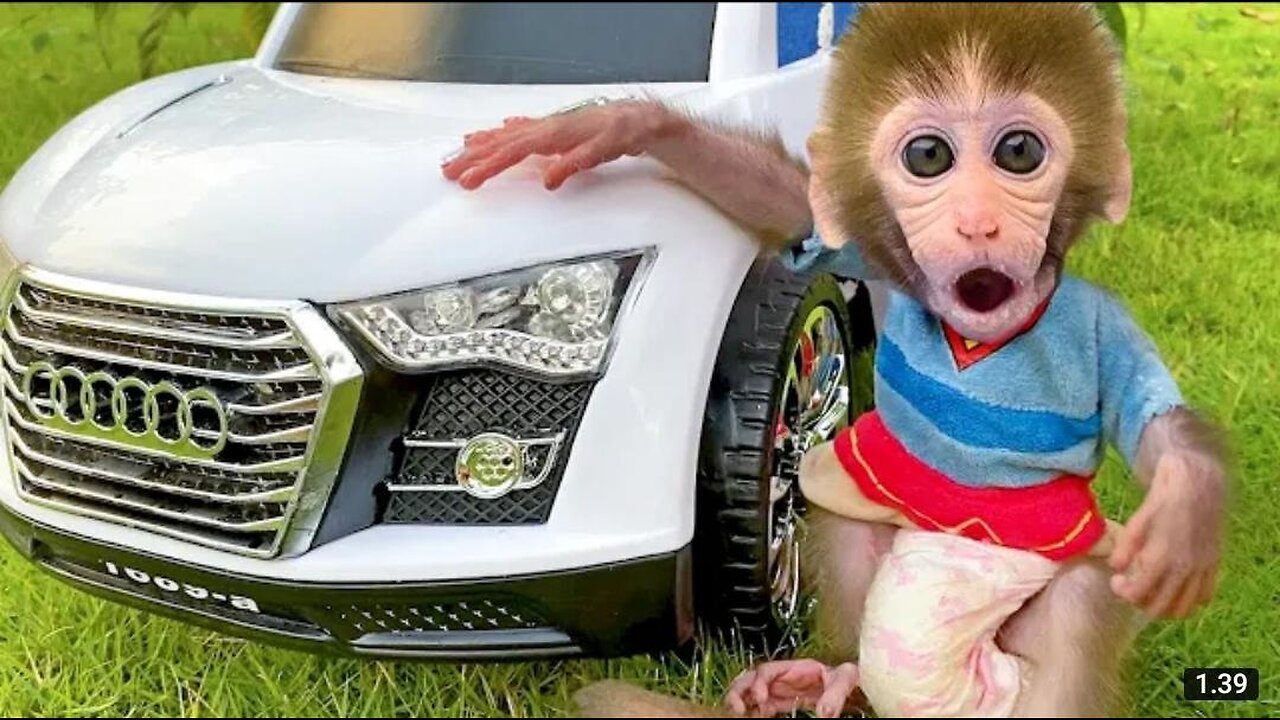 Baby monkey drives a car and playing with the puppy and duckling