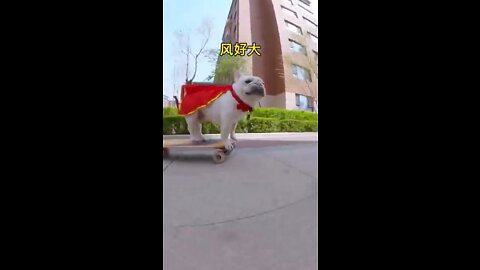 Skatedog 12