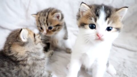 How kittens Titi, Fifi and Lili grows up