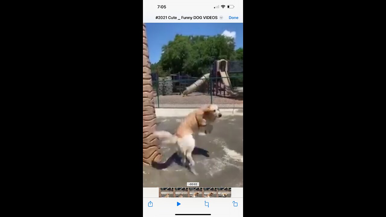 SPLASHED😂 #dog #viral #funny #dogs