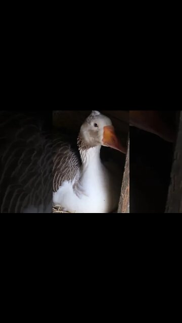 Goose sitting on her eggs
