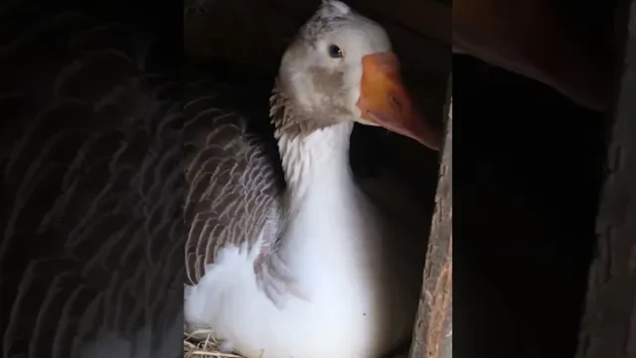 Goose sitting on her eggs