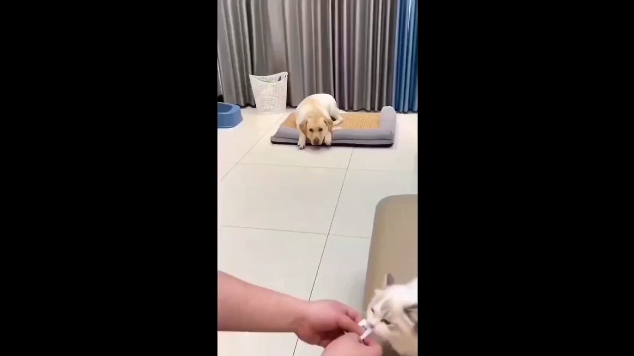 Hurt animals hurt people