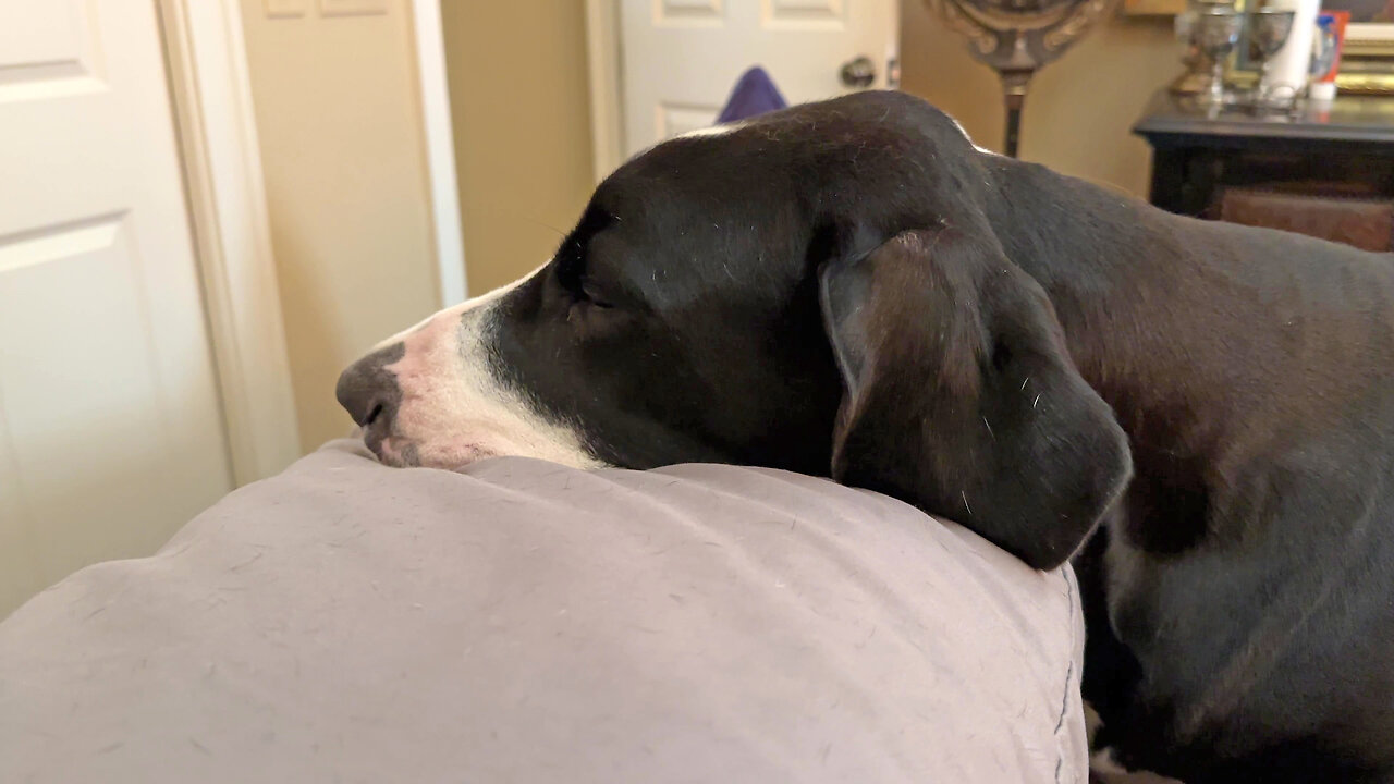 Sweet Great Dane Is A Great Covid Cuddle Caregiver