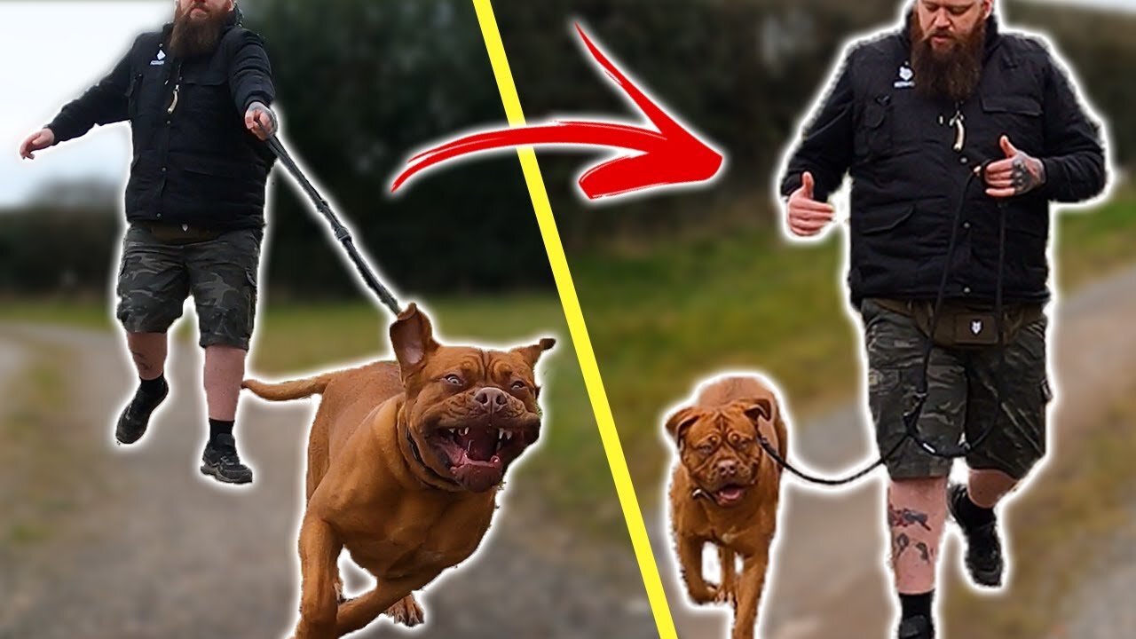 How To Stop Your Dog PULLING On The Leash