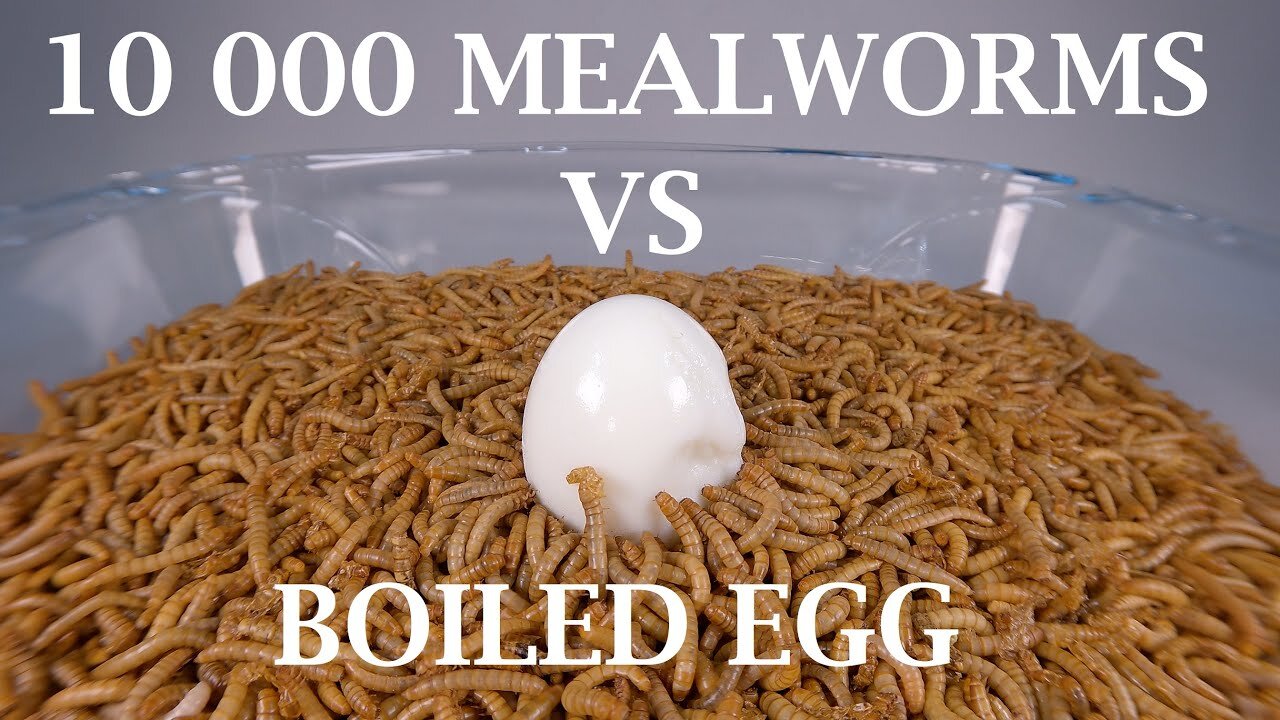 10 000 MEALWORMS VS ONE EGG