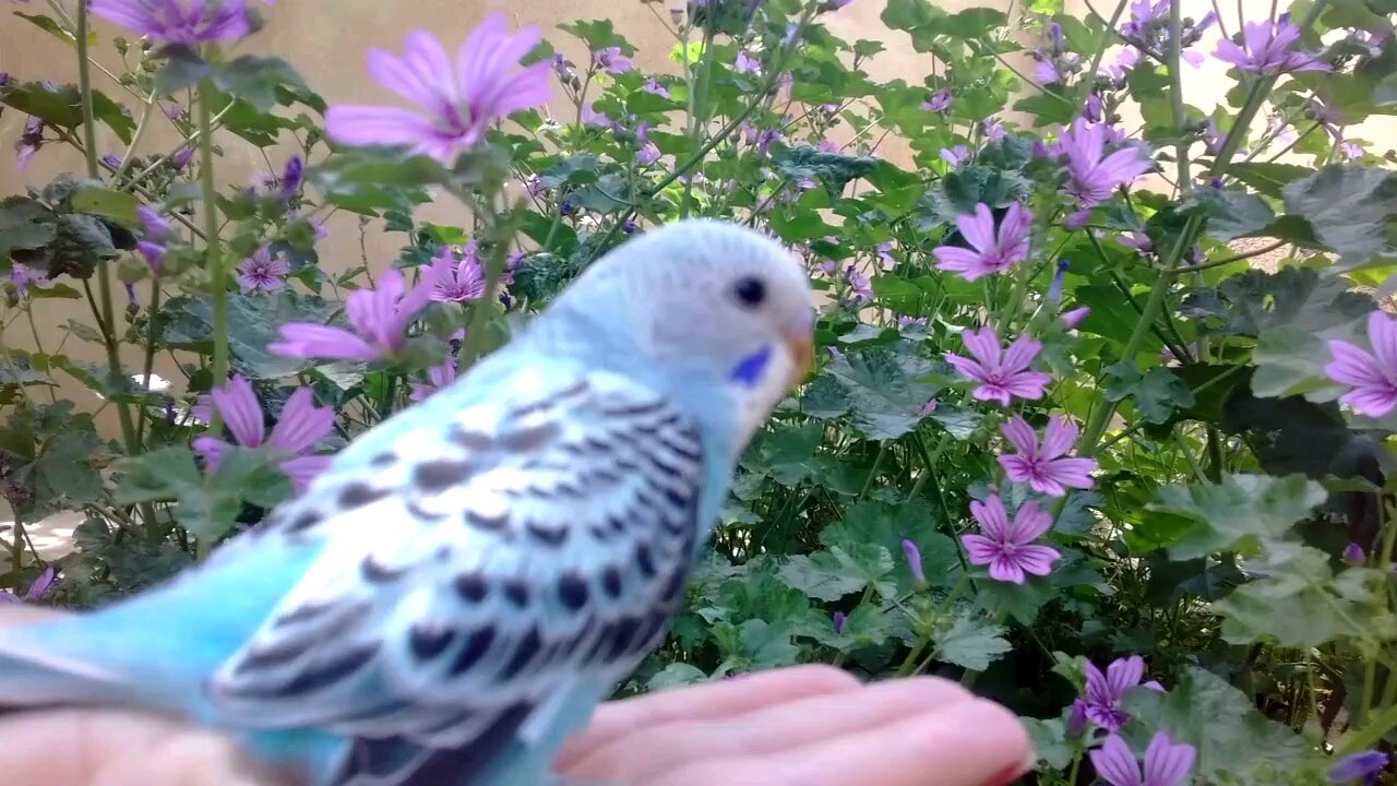 Budgie in The Garden