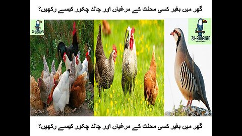 Ghar Mein Hen\Chakor Farming Krain- Hens\Chokar At Home. گھر میں مرغیاں اور چاند چکور کیسے رکھیں؟