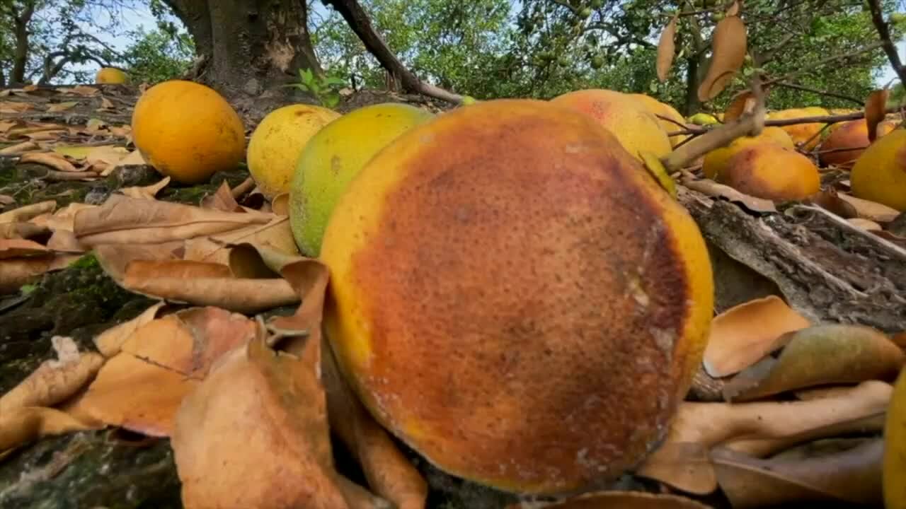 Florida's citrus harvest continues to sour due to disease, hurricanes