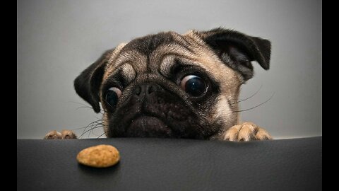 The Funniest Animal Videos of 2023 That Will Make You LOL!