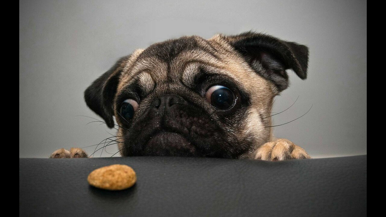 The Funniest Animal Videos of 2023 That Will Make You LOL!
