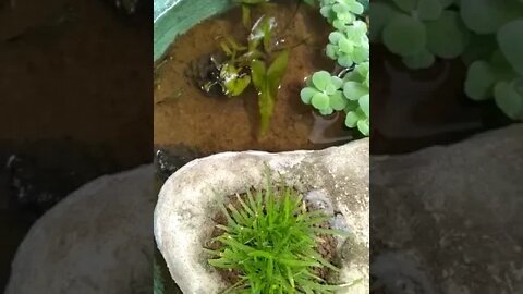 mini Aquarium