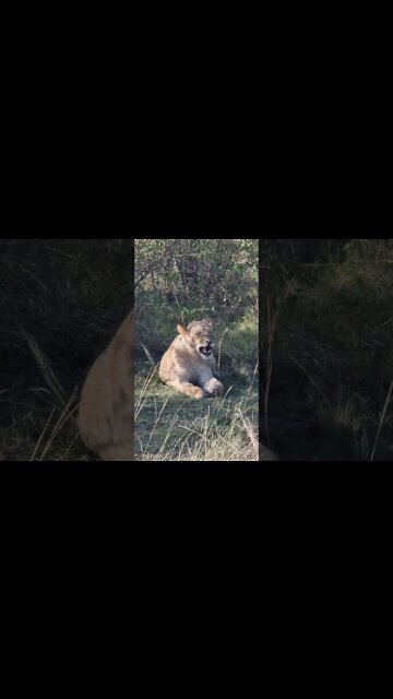 Maasai Mara Sightings Today 21/08/21 (Lions, Cheetah, etc) | Zebra Plains | #shorts