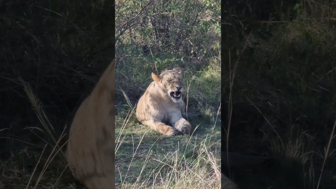 Maasai Mara Sightings Today 21/08/21 (Lions, Cheetah, etc) | Zebra Plains | #shorts