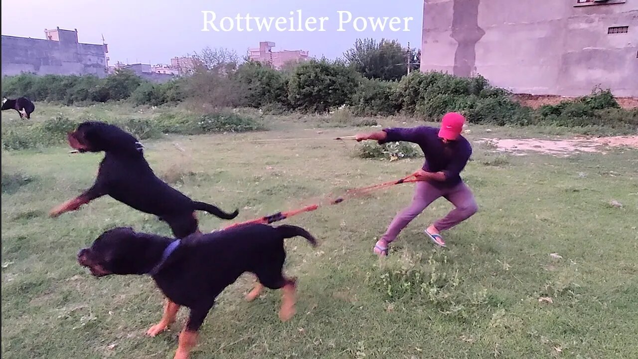 Rottweiler Power || Watch the aggression of Nut-Bolt for the first time.