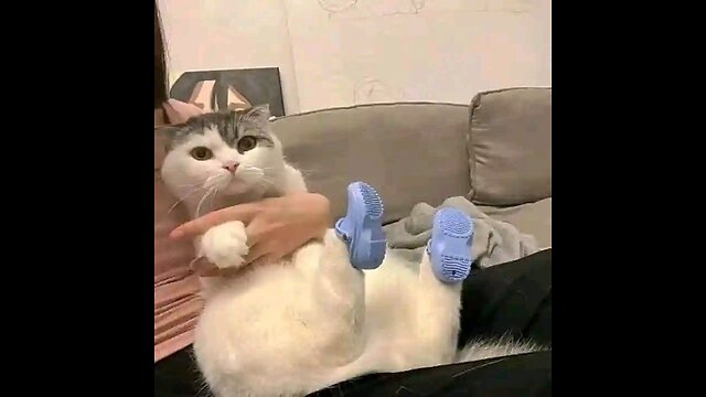 Cats funny videos