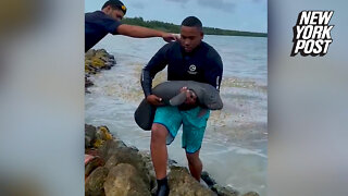 Motherless baby manatee rescued in sweet video