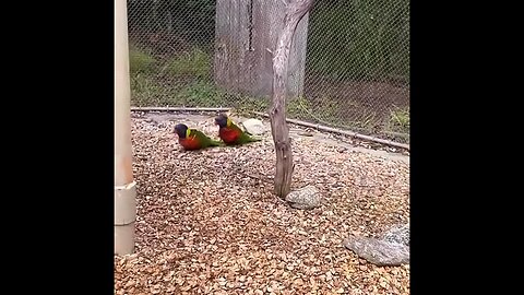 Even the birds are feeling the music.