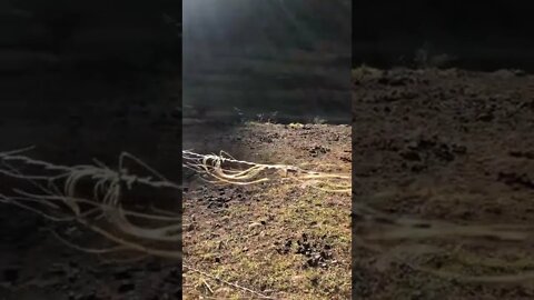 Strange appearance of horse hair on fence