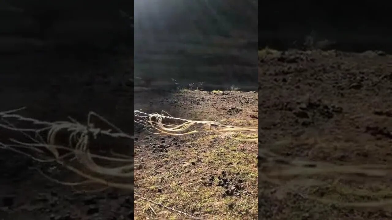 Strange appearance of horse hair on fence