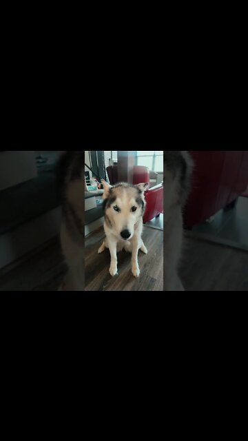 Naughty lab #realtordog #milwaukeedogs #huskys #yellowlab #zoellerteam #jenniferzoeller