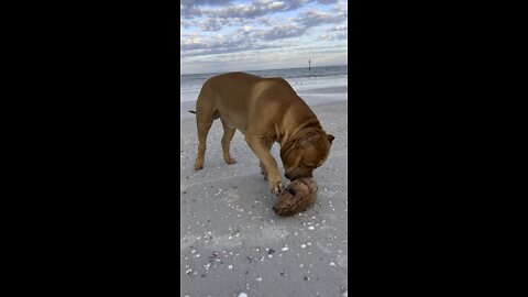 MASSIVE Pit Bull plays with coconut!! 🦁🥥