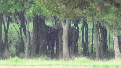 Texas Rain Storm With BB Size Hail - Was Going To Be Severe But Was Mild