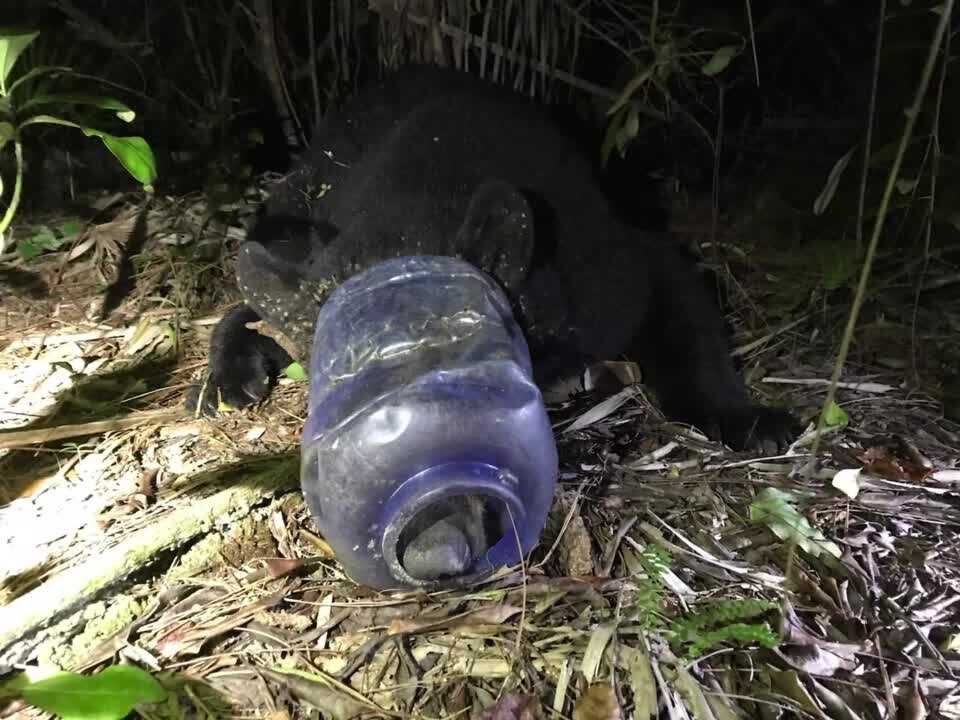 Florida black bear gets head stuck in plastic container for nearly a month