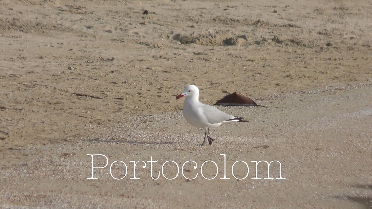 Portocolom
