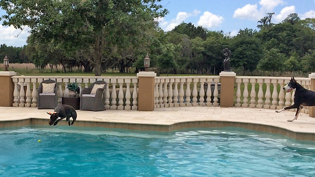 Great Dane and Diving German Shorthaired Pointer GSP Pool Party