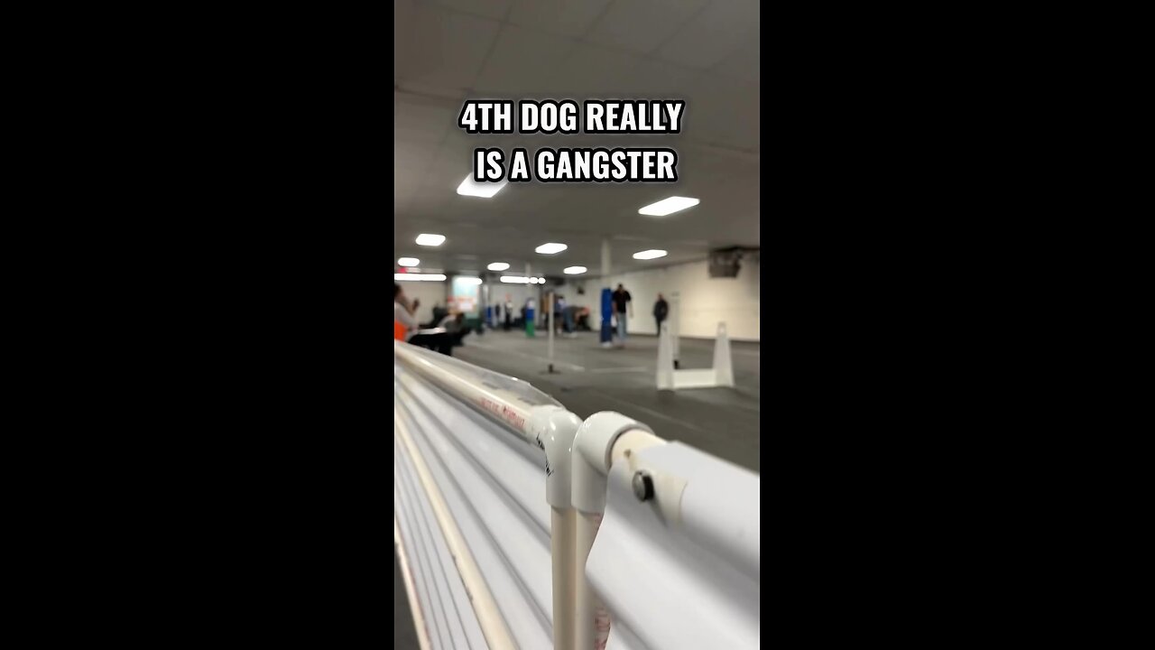 Dog Relay #Dog #Dog Sports