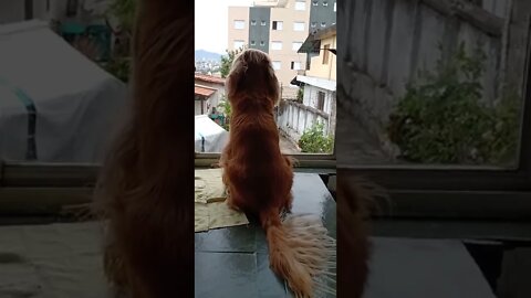 #dogshow , #animals , #dogs , #shorts