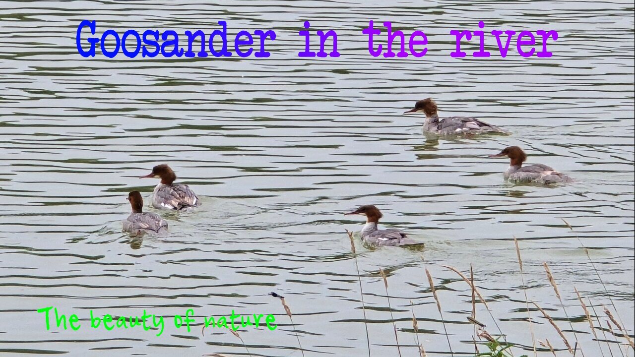 Goosander in the river / female water birds in the river.