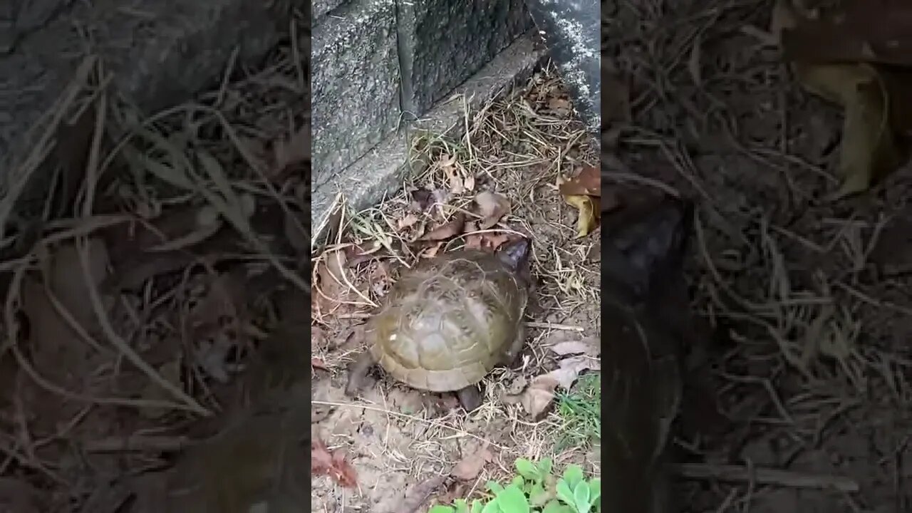 Our friendly neighborhood reptile