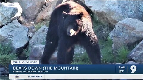 Bear sightings are up